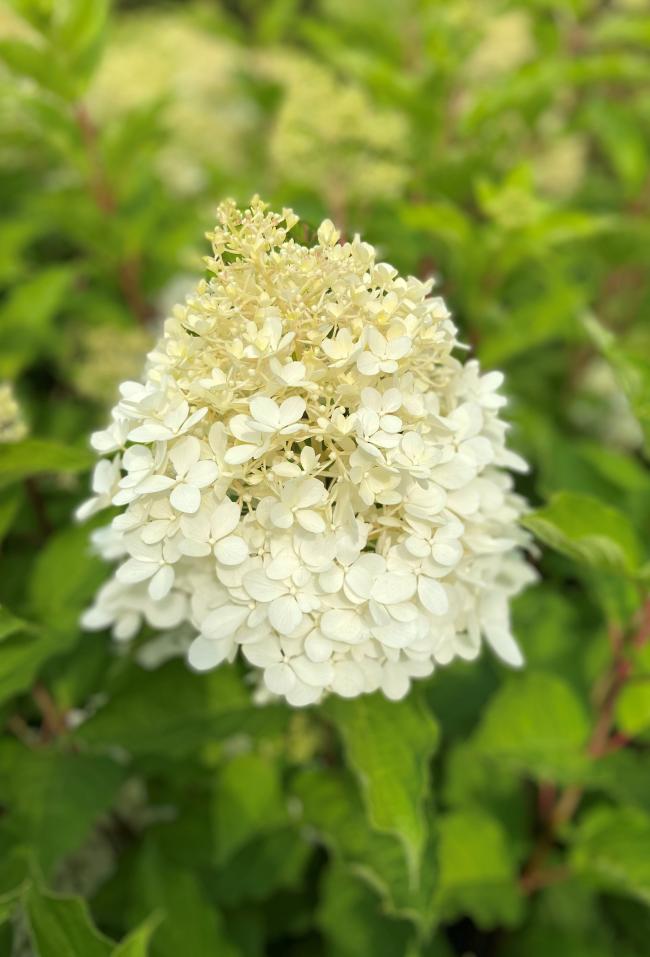 Hydrangea paniculata 'Phantom'