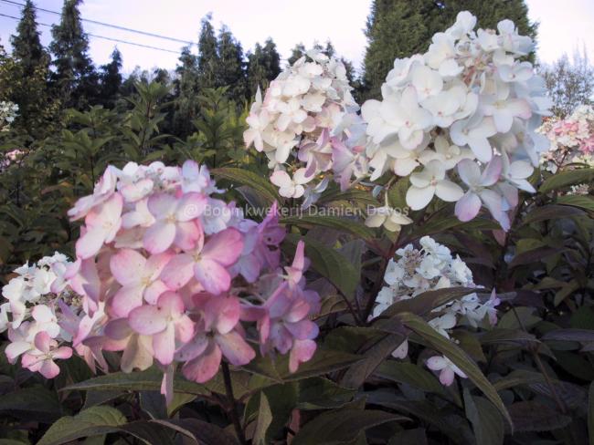 Hydrangea paniculata 'Pinky Winky' ®