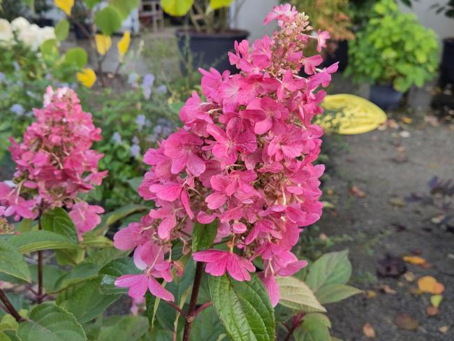 Hydrangea paniculata 'Pinky Winky' ®