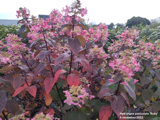 Hydrangea paniculata 'Ruby' (= 'Angel's Blush')