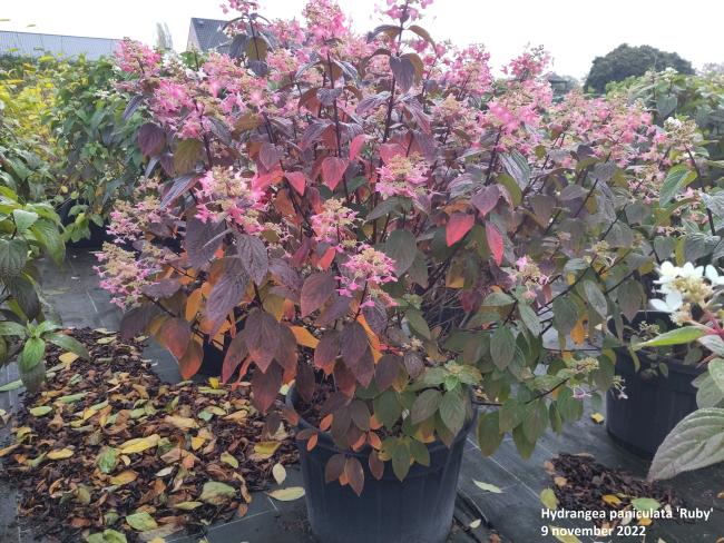 Hydrangea paniculata 'Ruby' (= 'Angel's Blush')