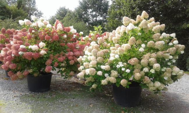 Hydrangea paniculata 'Vanille Fraise' ®
