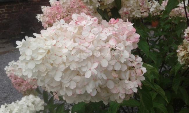 Hydrangea paniculata 'Vanille Fraise' ®