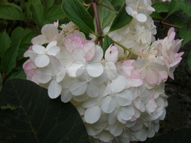 Hydrangea paniculata 'Vanille Fraise' ®