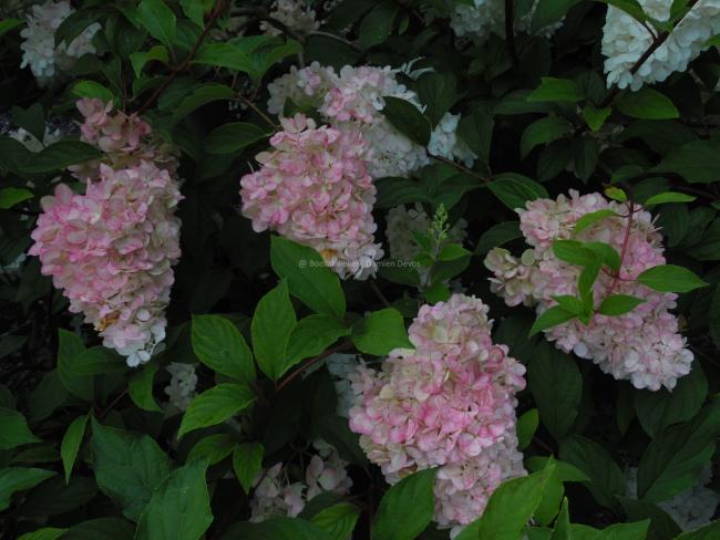 Hydrangea paniculata 'Vanille Fraise' ®