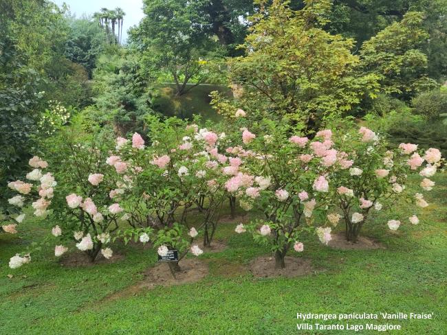 Hydrangea paniculata 'Vanille Fraise' ®