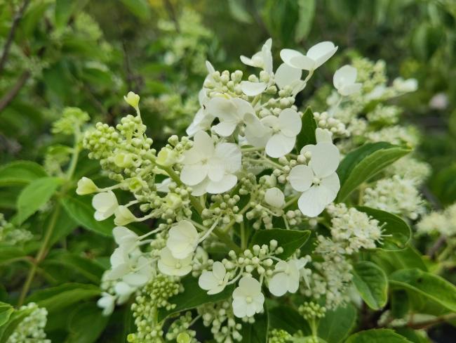 Hydrangea paniculata 'White Lady'