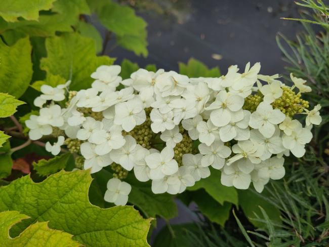 Hydrangea quercifolia 'Amethyst'