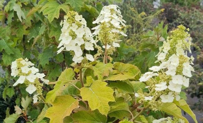 Hydrangea quercifolia 'Amethyst'