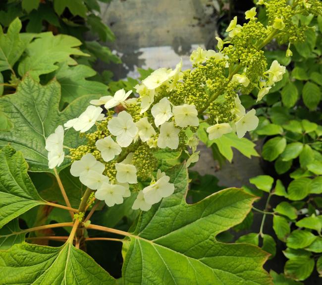 Hydrangea quercifolia 'Back Porch'