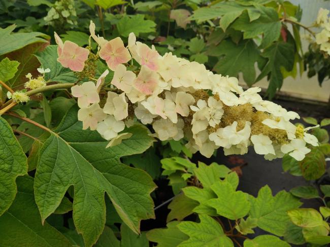 Hydrangea quercifolia 'Back Porch'