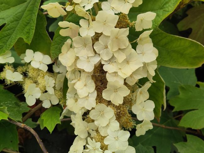 Hydrangea quercifolia 'Back Porch'