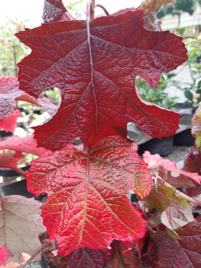 Hydrangea quercifolia 'Jetstream' ®