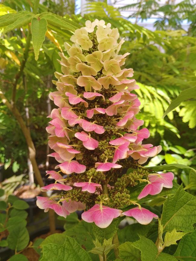 Hydrangea quercifolia 'Ruby Slippers' ®