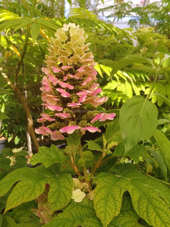 Hydrangea quercifolia 'Ruby Slippers' ®