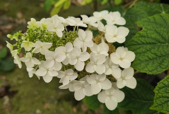 Hydrangea quercifolia 'Ruby Slippers' ®