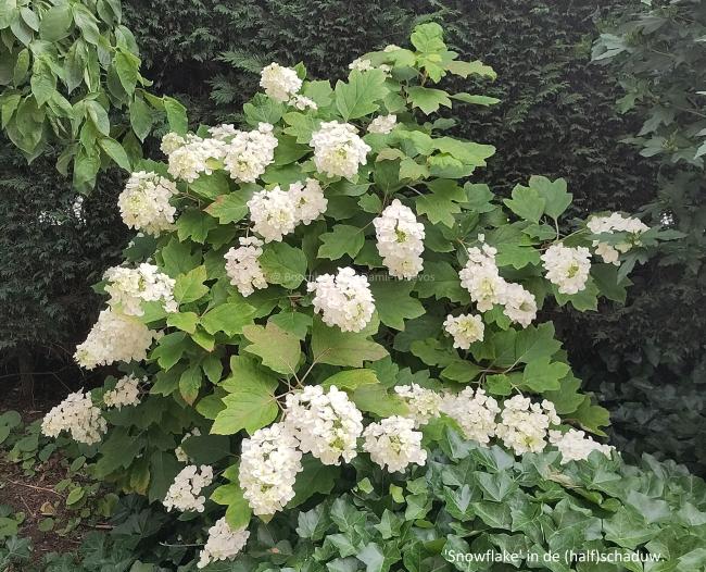 Hydrangea quercifolia 'Snowflake'