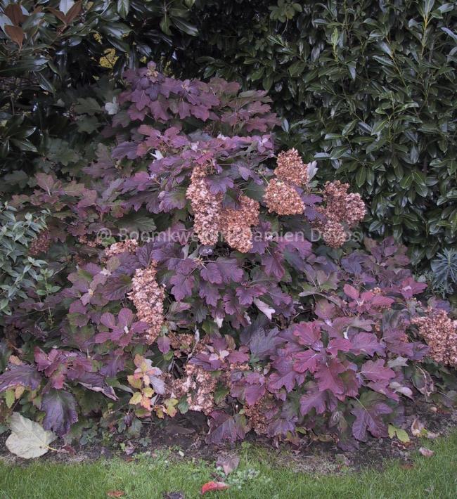 Hydrangea quercifolia 'Snowflake'