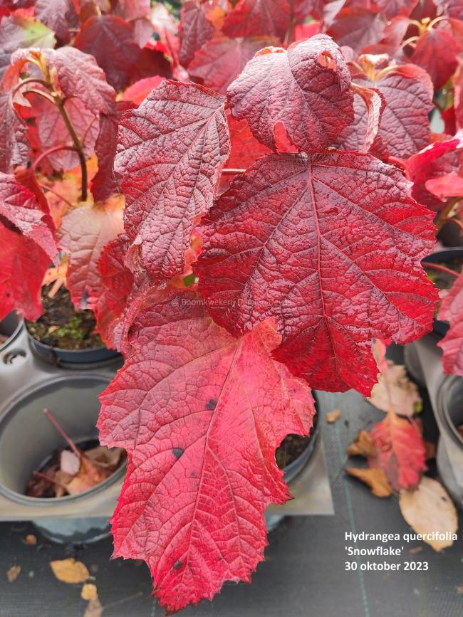 Hydrangea quercifolia 'Snowflake'