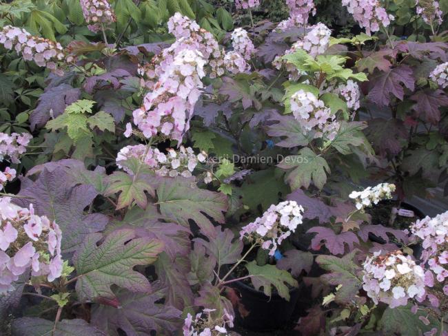 Hydrangea quercifolia 'Snow Queen'