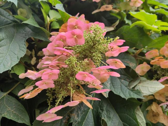 Hydrangea quercifolia