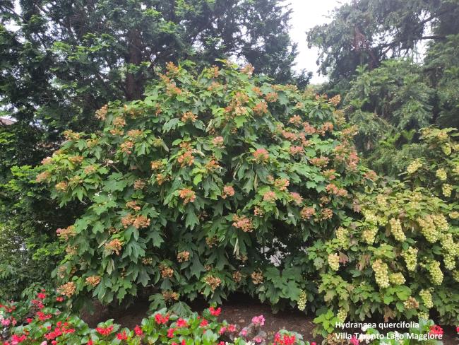 Hydrangea quercifolia