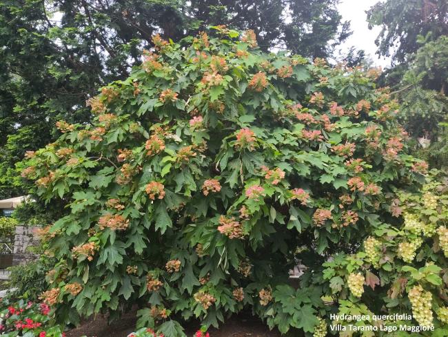 Hydrangea quercifolia