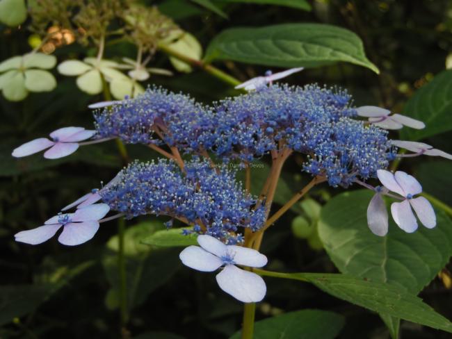 Hydrangea serrata 'Blue Bird'