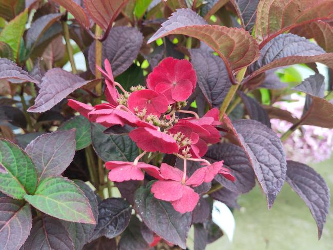 Hydrangea serrata 'Daredevil'