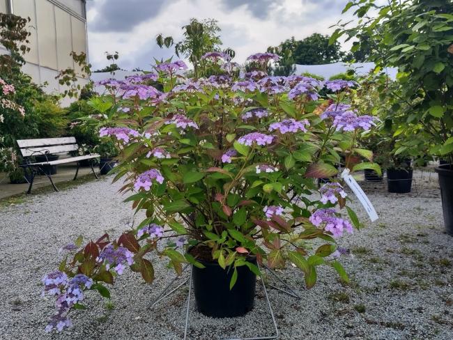 Hydrangea serrata 'Impératrice Eugénie'