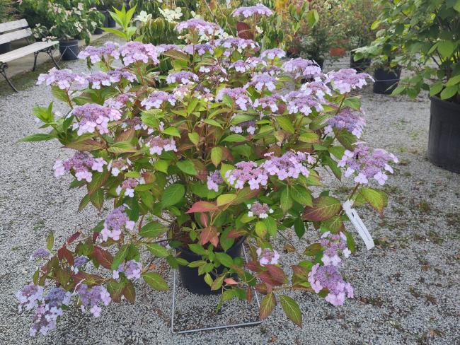 Hydrangea serrata 'Impératrice Eugénie'