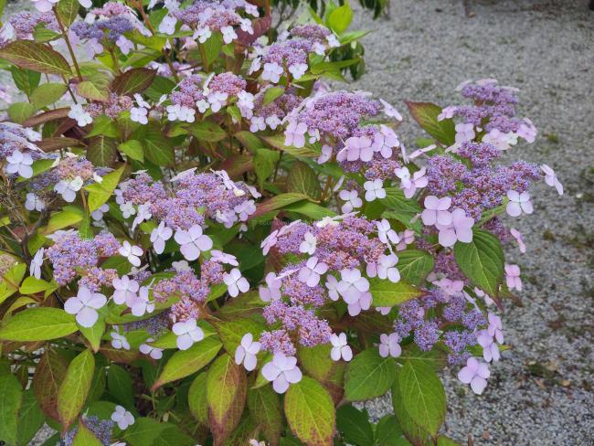 Hydrangea serrata 'Impératrice Eugénie'