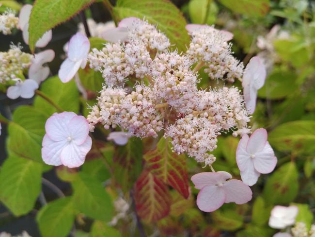 Hydrangea serrata 'Kiyosumi'
