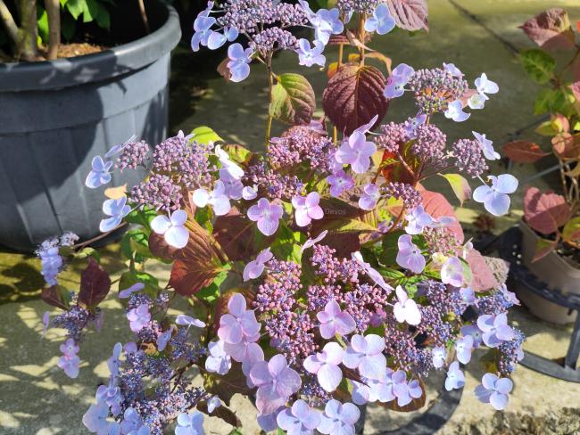 Hydrangea serrata 'Shojo'