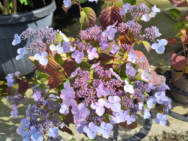 Hydrangea serrata 'Shojo'