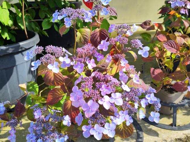 Hydrangea serrata 'Shojo'