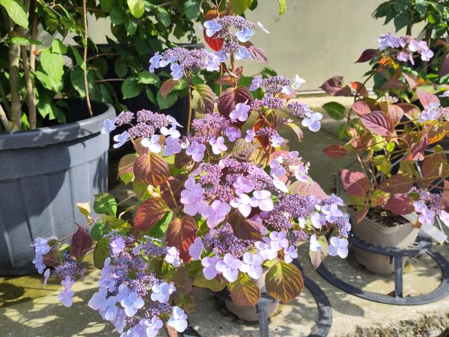 Hydrangea serrata 'Shojo'
