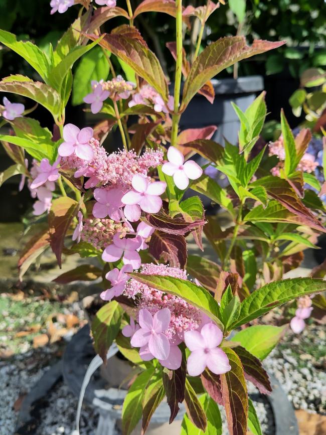 Hydrangea serrata 'Tiara'