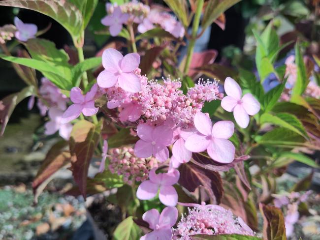Hydrangea serrata 'Tiara'