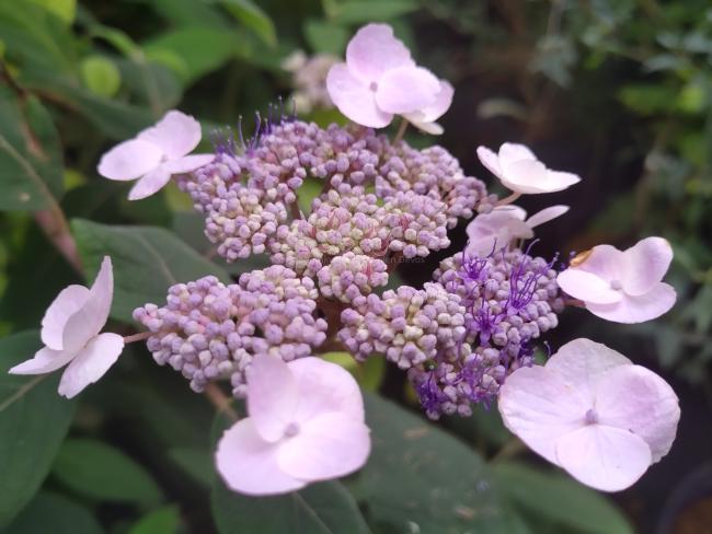 Hydrangea villosa 'Anthony Bullivant'