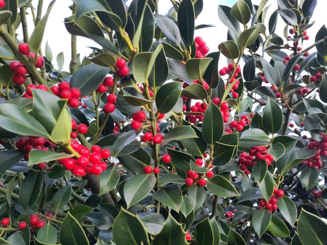 Ilex aquifolium