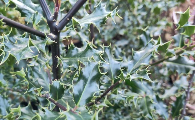 Ilex aquifolium