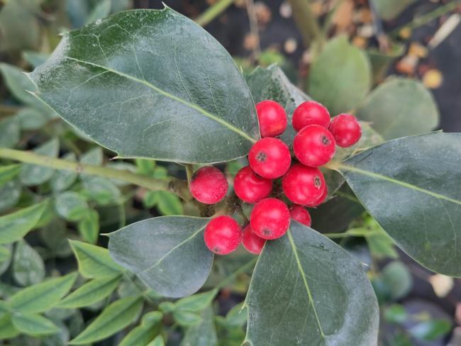 Ilex altaclerensis 'Wilsonii'