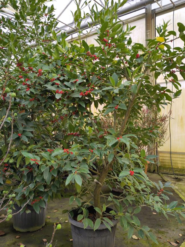 Ilex koehneana 'Chestnut Leaf'