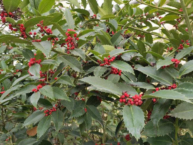 Ilex koehneana 'Chestnut Leaf'