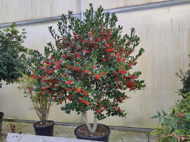 Ilex 'Nellie R. Stevens'