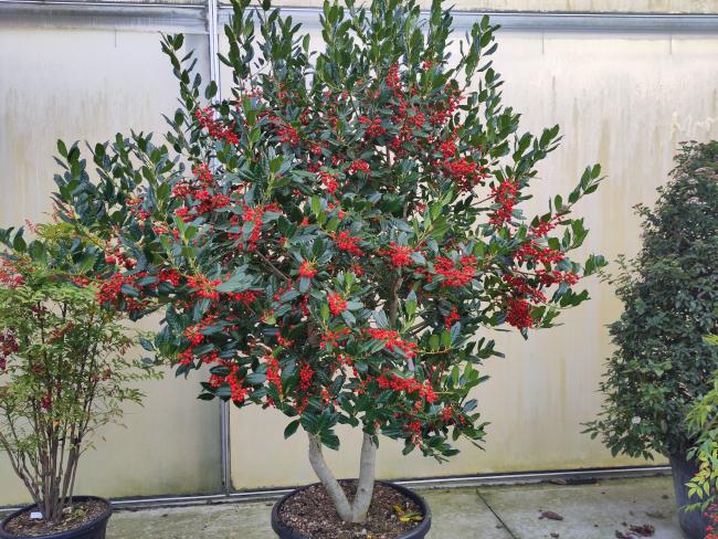 Ilex 'Nellie R. Stevens'