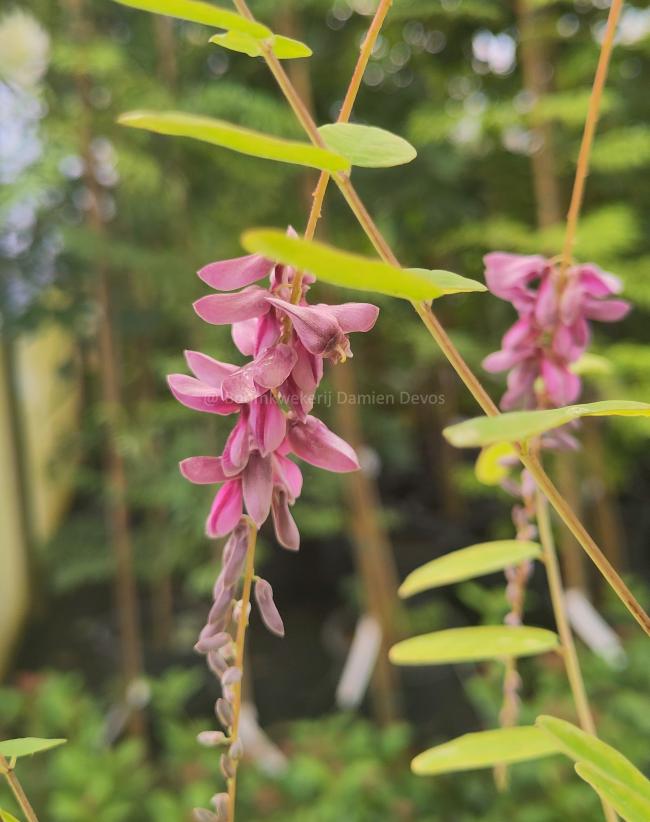 Indigofera pendula