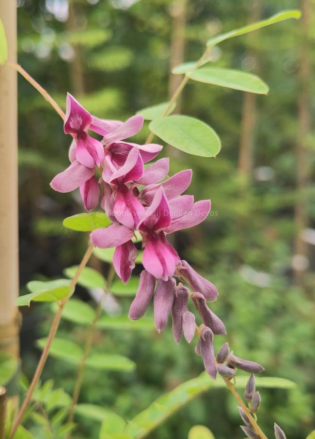 Indigofera pendula