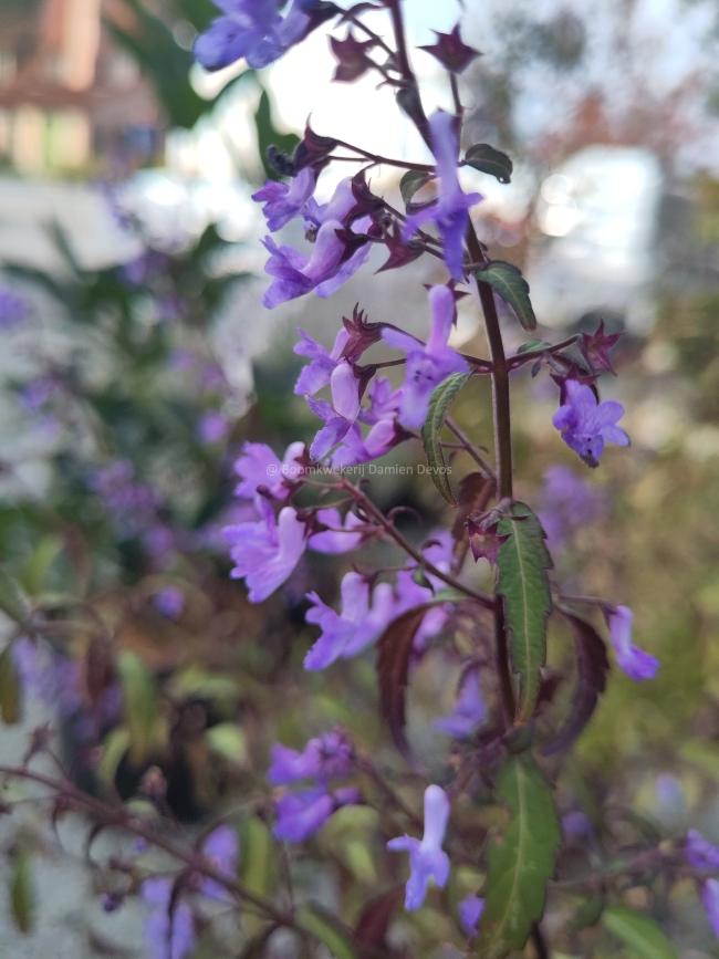 Isodon shikokianus var. intermedius